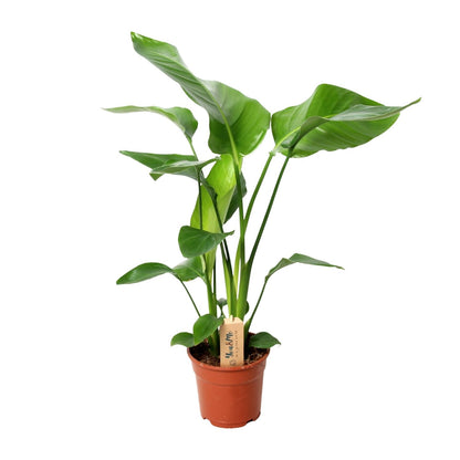 Strelitzie Nicolai – Tropische, pflegeleichte Zimmerpflanze 60 cm