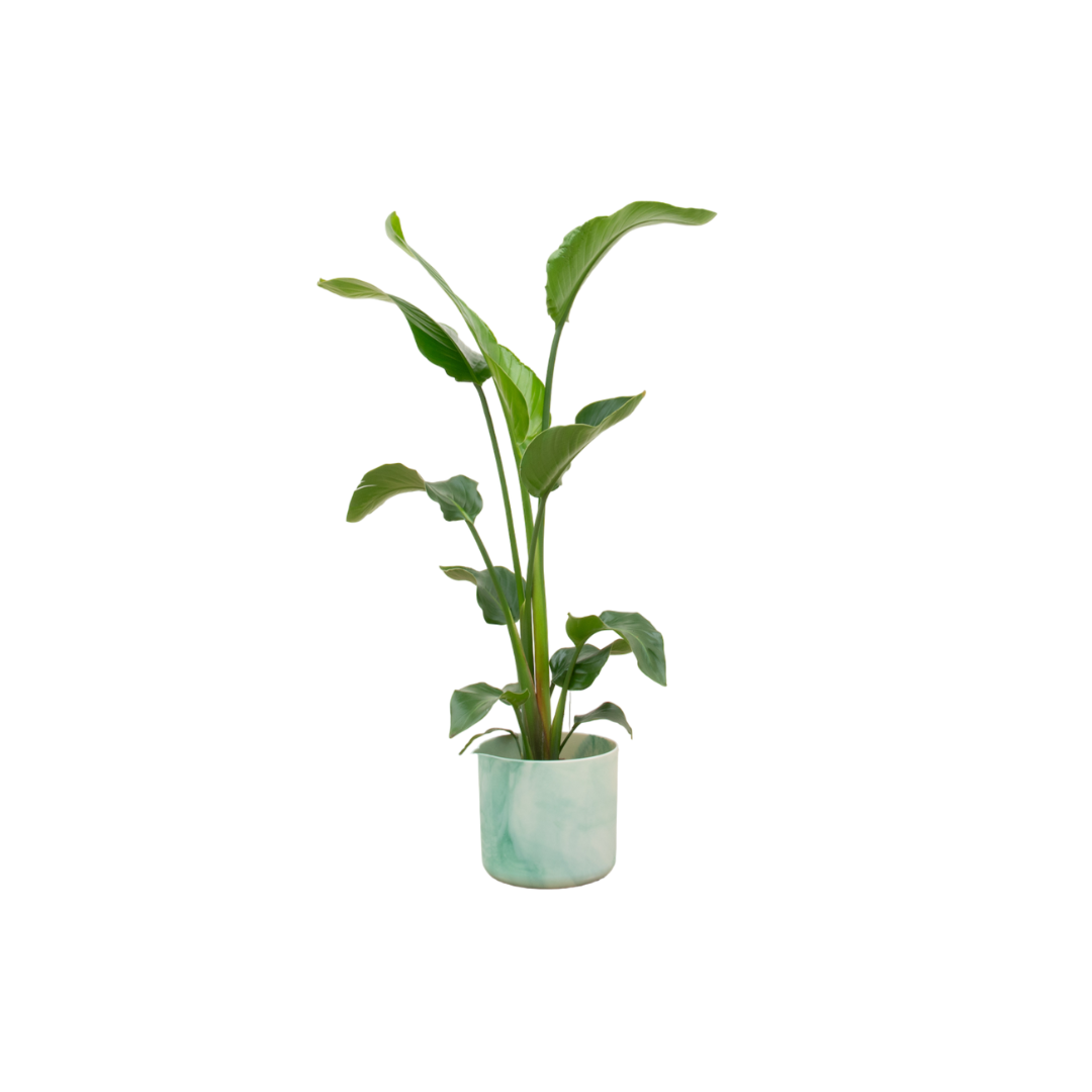 Strelitzia Nicolai mit elho Ocean Round Topf Ø22 cm, 100 cm