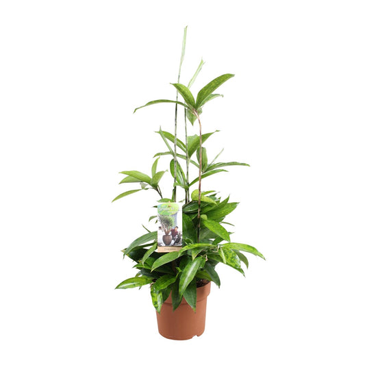 Dracaena Surculosa – Pflegeleichter Drachenbaum Ø17cm