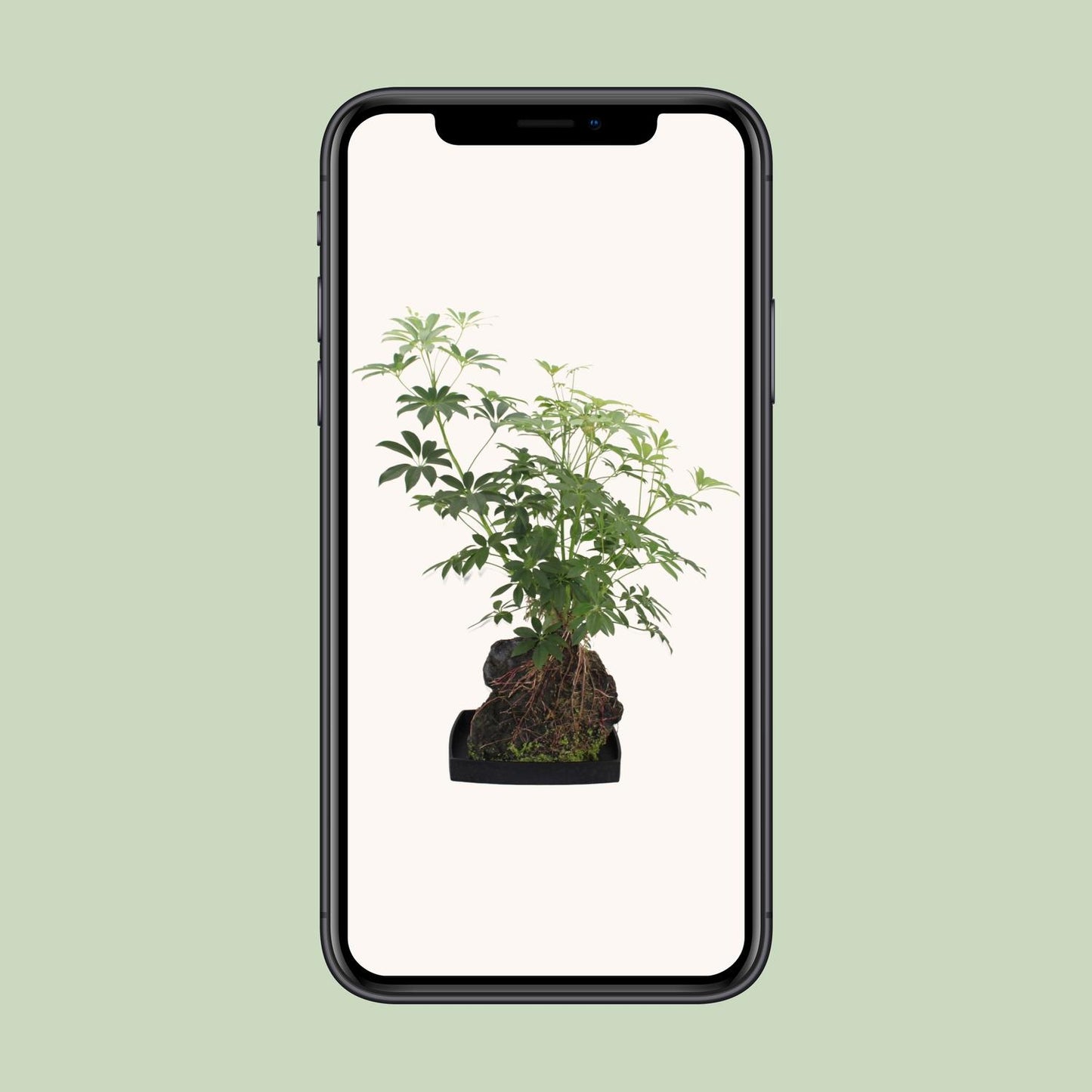 Schefflera Arboricola – Pflegeleichte Schirmpflanze Ø40cm
