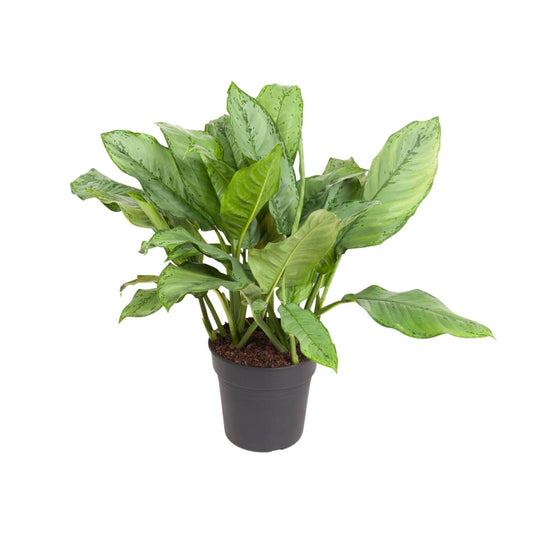 Aglaonema 'B.J. Freedman' – Pflegeleichte Zimmerpflanze 70 cm