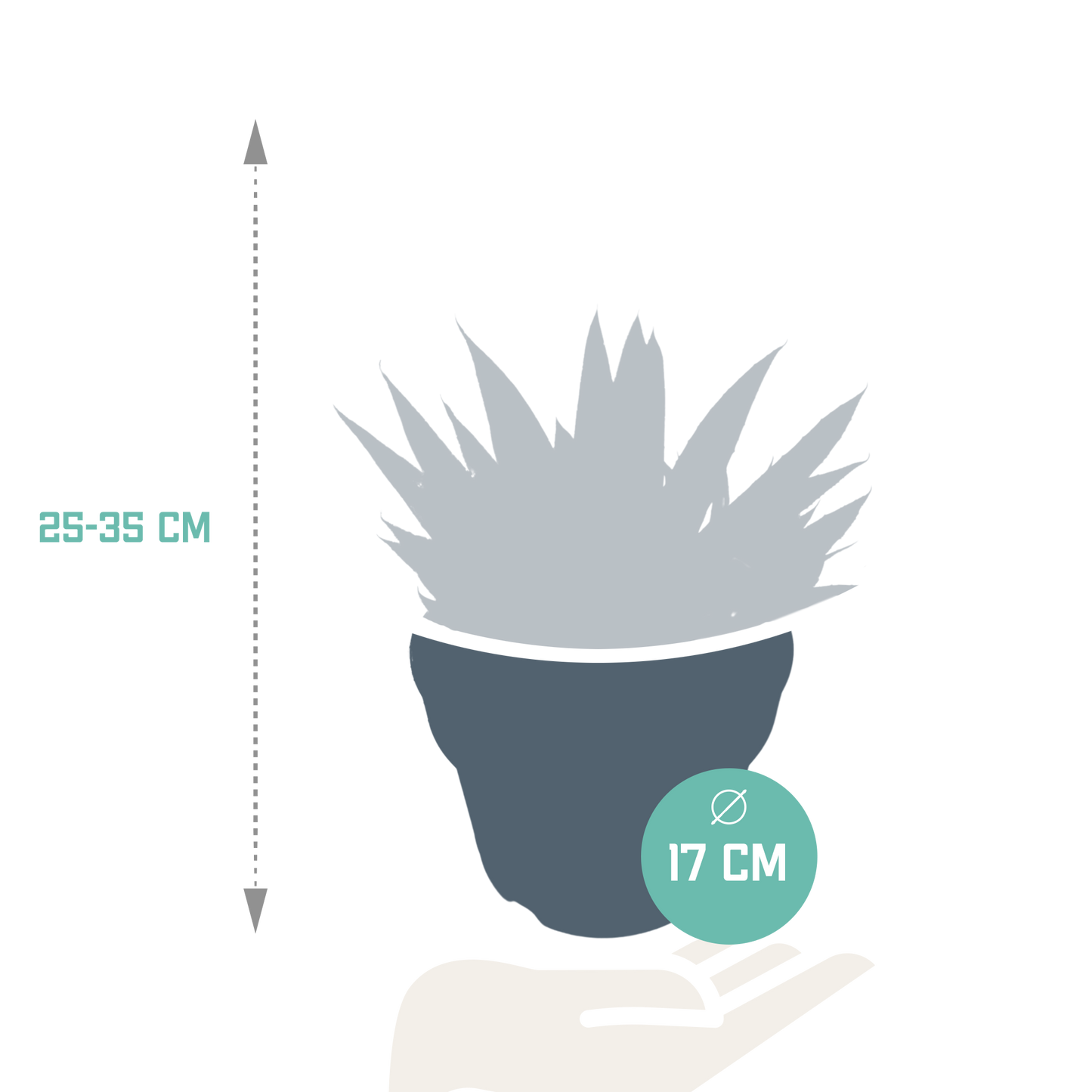 Gasteria 'd Due – Pflegeleichte Zimmerpflanze 17 cm