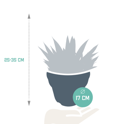 Gasteria 'd Due – Pflegeleichte Zimmerpflanze 17 cm