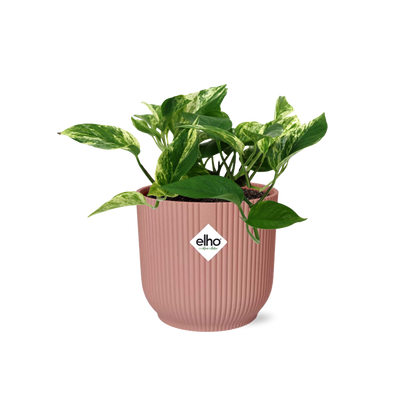 Scindapsus Marble Queen in ELHO Vibes Fold 14cm rosa