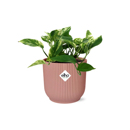 Scindapsus Marble Queen in ELHO Vibes Fold 14cm rosa