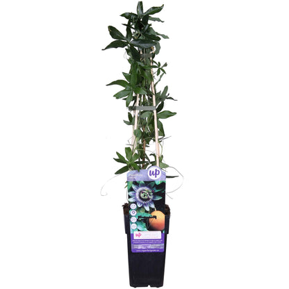 Passiflora caerulea – Winterharte Kletterpflanze Ø15cm