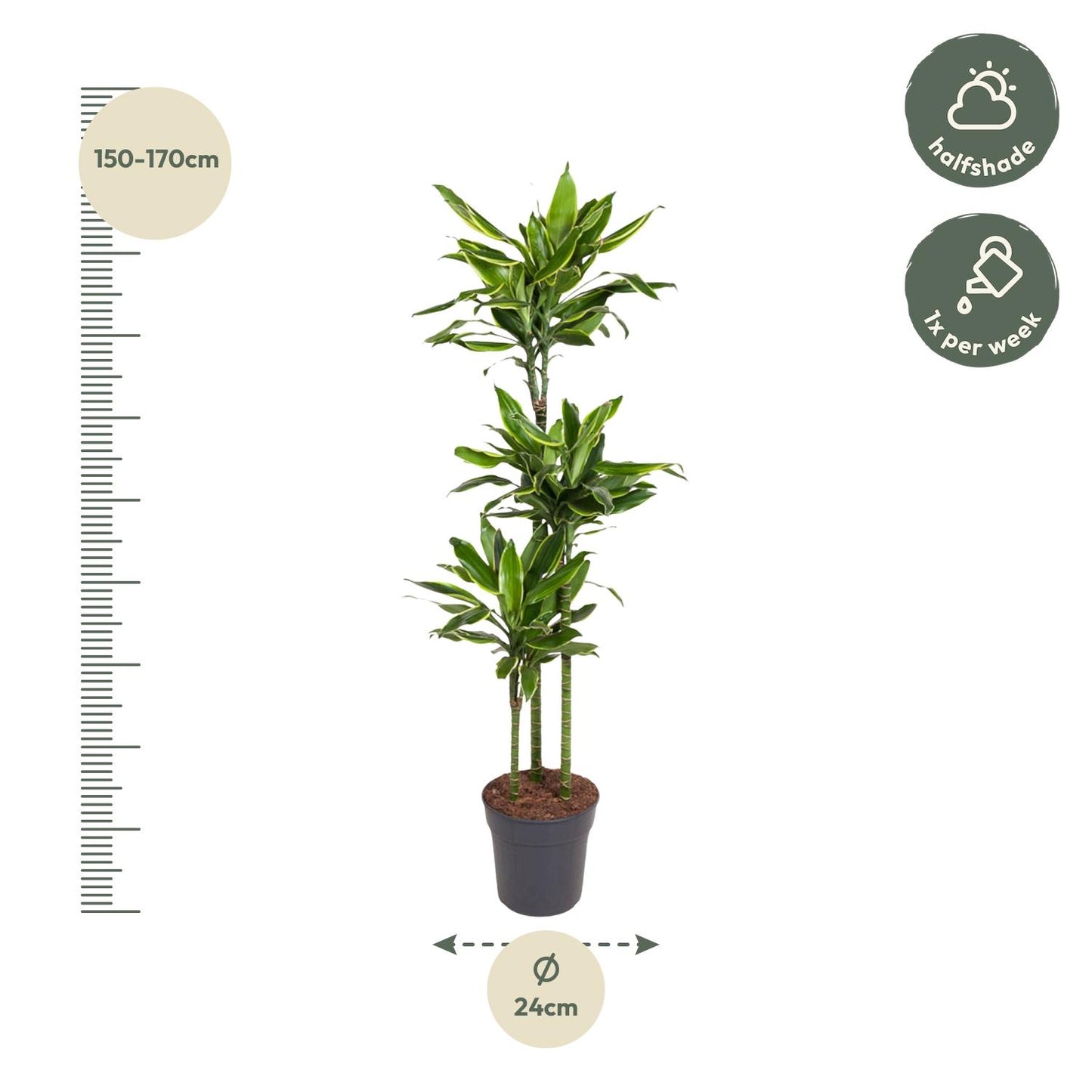 Dracaena Golden Coast – 160 cm, pflegeleichte Zimmerpflanze