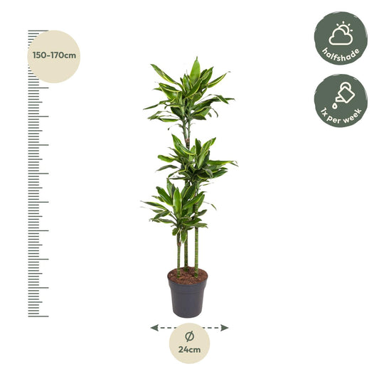 Dracaena Golden Coast – 160 cm, pflegeleichte Zimmerpflanze
