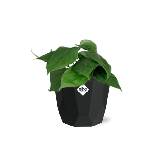 Philodendron Scandens – Pflegeleichte luftreinigende Zimmerpflanze 14cm