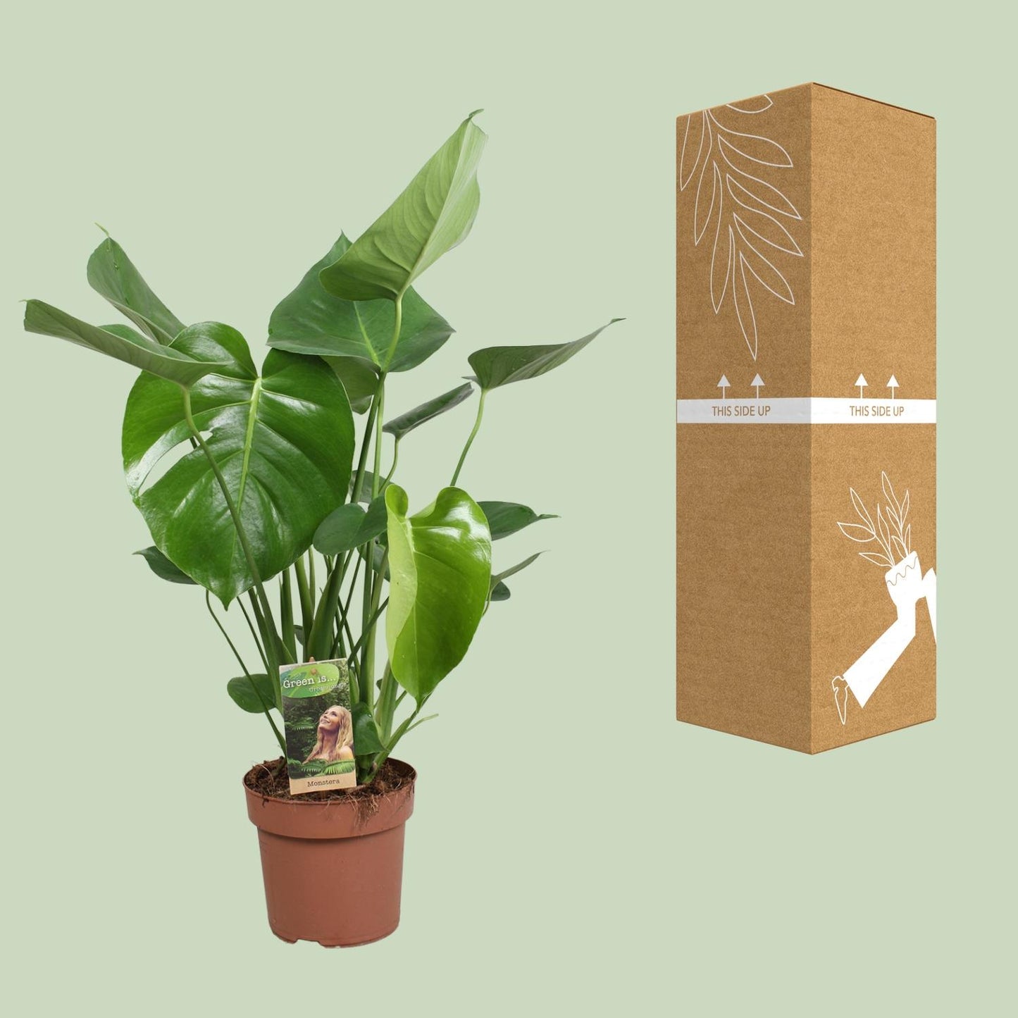 Monstera Fensterblatt – Tropische Zimmerpflanze Ø17cm, 60cm hoch