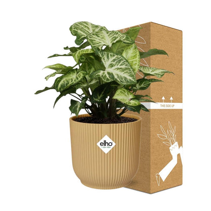 Syngonium Arrow – Pflegeleichtes Pfeilkraut im ELHO Vibes Fold 14cm Gelb