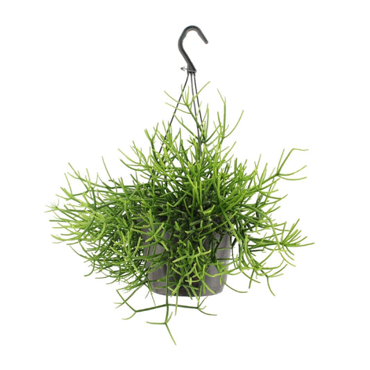 Rhipsalis Heteroclada – Pflegeleichte tropische Zimmerpflanze Ø17cm