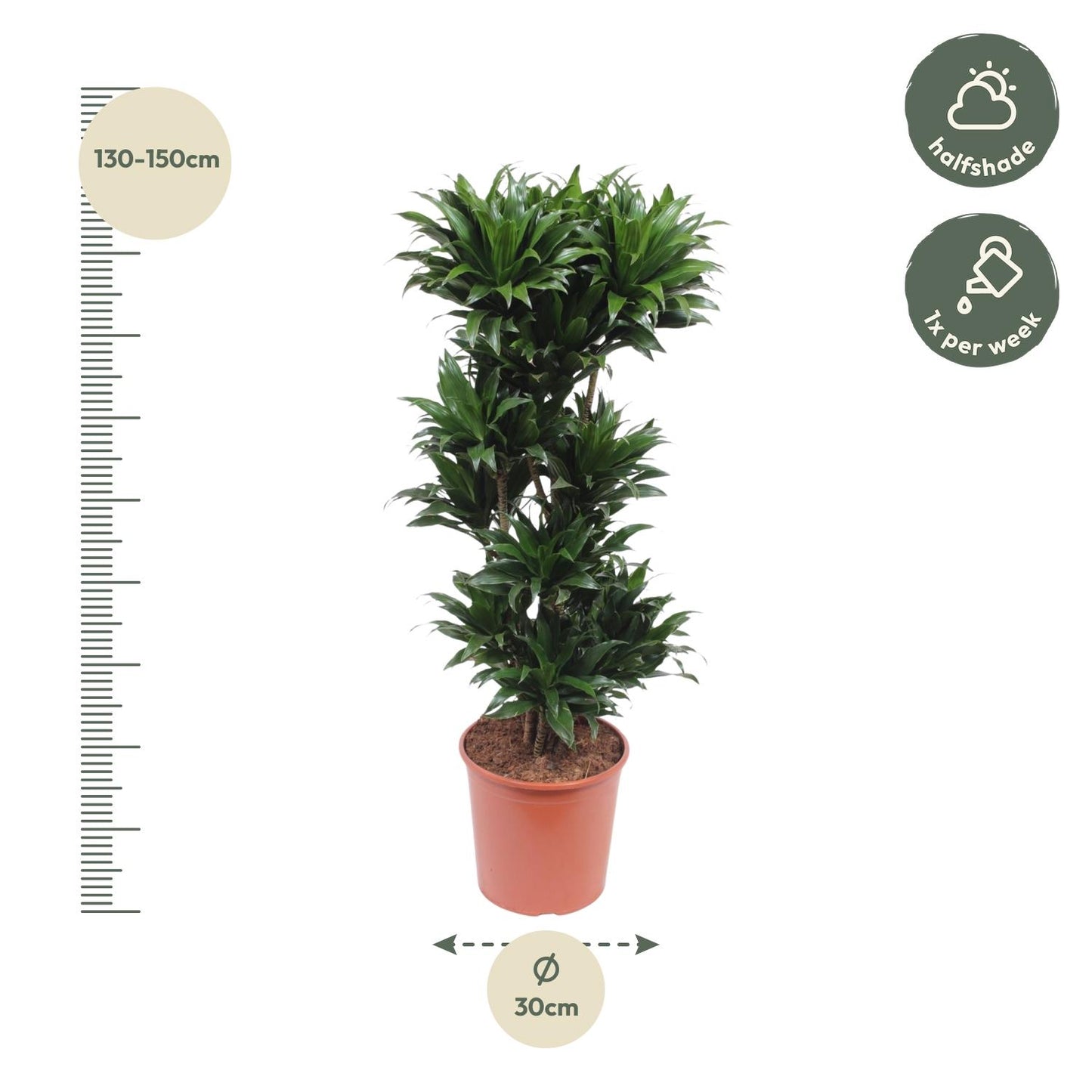Dracaena Compacta – Pflegeleichte Zimmerpflanze 140 cm