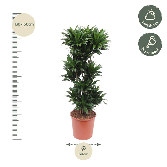 Dracaena Compacta – Pflegeleichte Zimmerpflanze 140 cm
