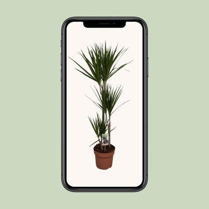 Dracaena Marginata – Pflegeleichte Zimmerpflanze Ø21cm, 120cm hoch