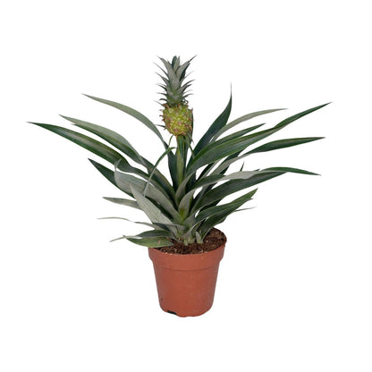 Bromelia Ananas Zimmerpflanze Ø12 cm, 30 cm hoch