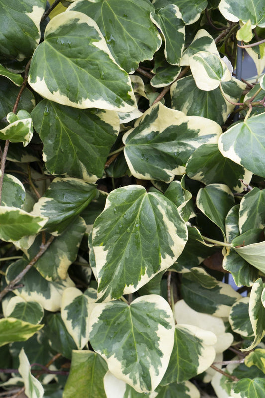 4x Hedera colchica 'Dentata Variegata' – Pflegeleichte Kletterpflanze Ø15cm