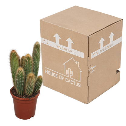 Vatricania Guentheri Säulenkaktus 17 cm – ohne Topf