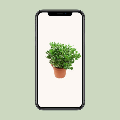 Crassula Ovata (Jade Pflanze) Ø23cm, Höhe ca. 35cm