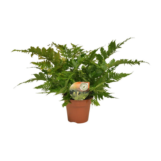 Dryopteris erythrosora – Japanischer Schildfarn Ø17cm, robust & pflegeleicht