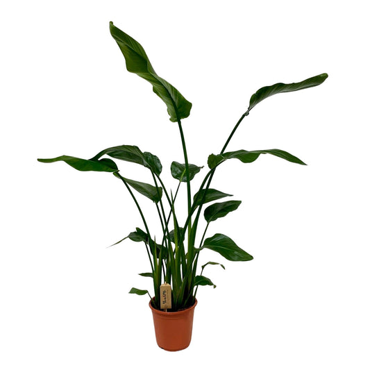 Strelitzia Nicolai – Pflegeleichte Trendpflanze Ø21cm