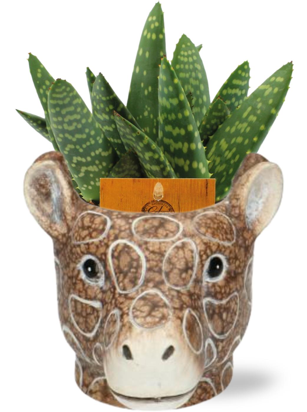 Aloe Paradisicum mit Keramik-Pflanztopf Giraf Braun