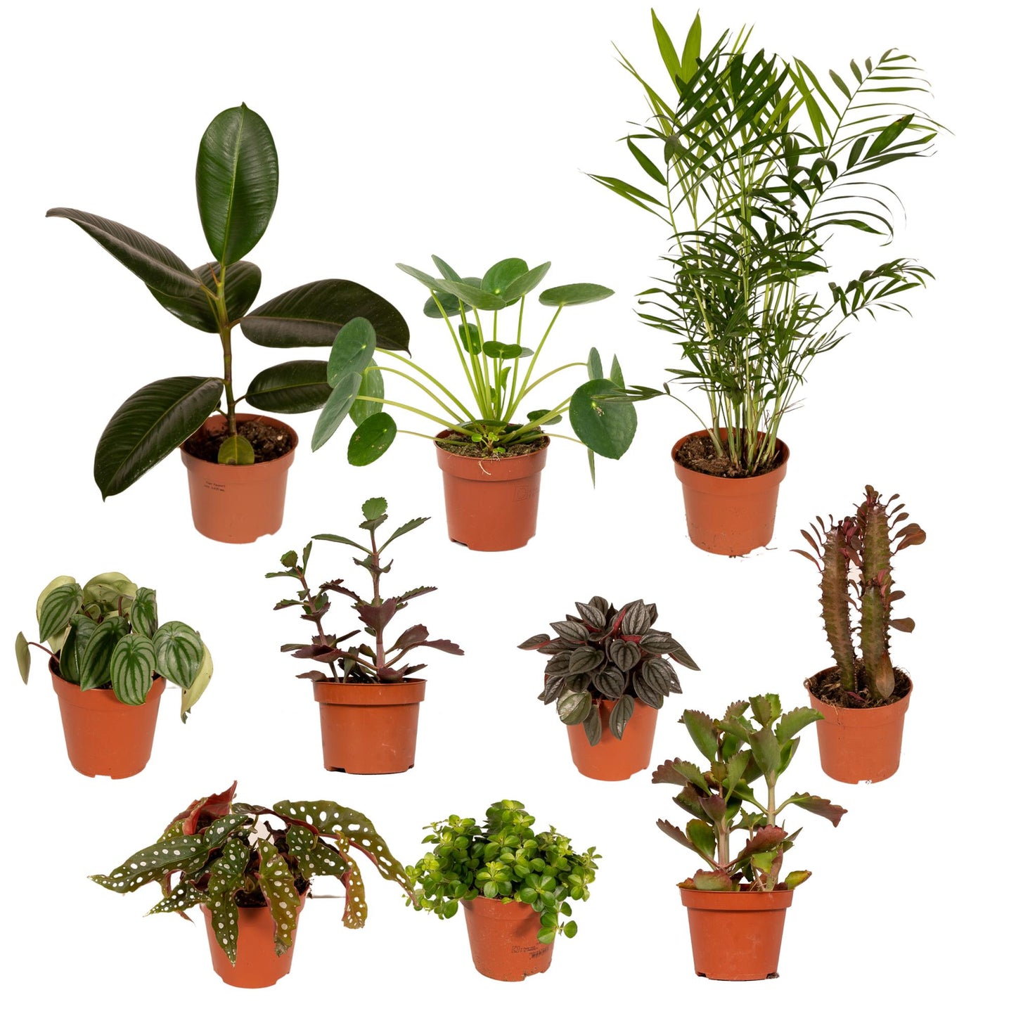 Überraschungs-Pflanzenbox – 10er Set Ø12cm