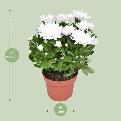Chrysant Brave – Polster-Chrysantheme Ø12cm, 26cm hoch