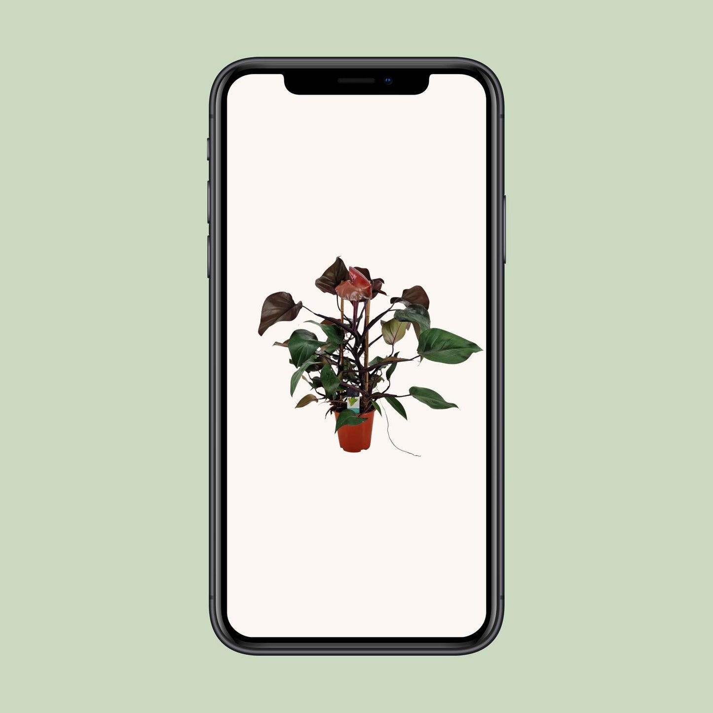 Philodendron Ruby Pyramide – Pflegeleichte Zimmerpflanze Ø19cm