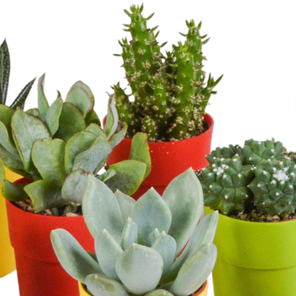 Bunte Kakteen- und Sukkulenten-Mischung 15er Set 5,5 cm