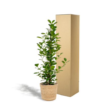 Ficus microcarpa Moclame – Luftreinigende Zimmerpflanze Ø21cm