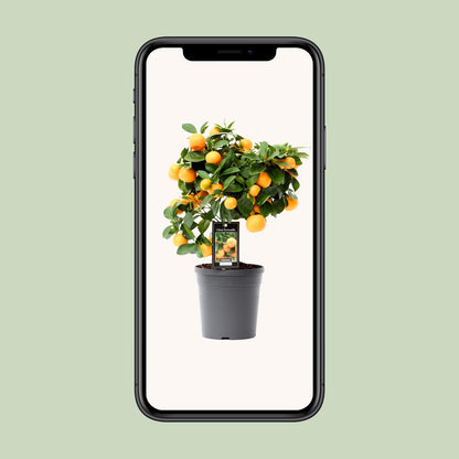 Citrus Calamondin – Duftende, pflegeleichte Zimmerpflanze Ø15cm