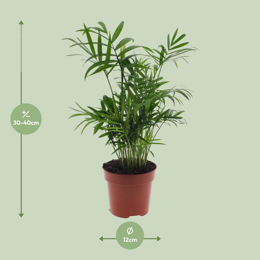 Chamaedorea Elegans – Zwergbergpalme Ø17cm, ca. 55cm hoch
