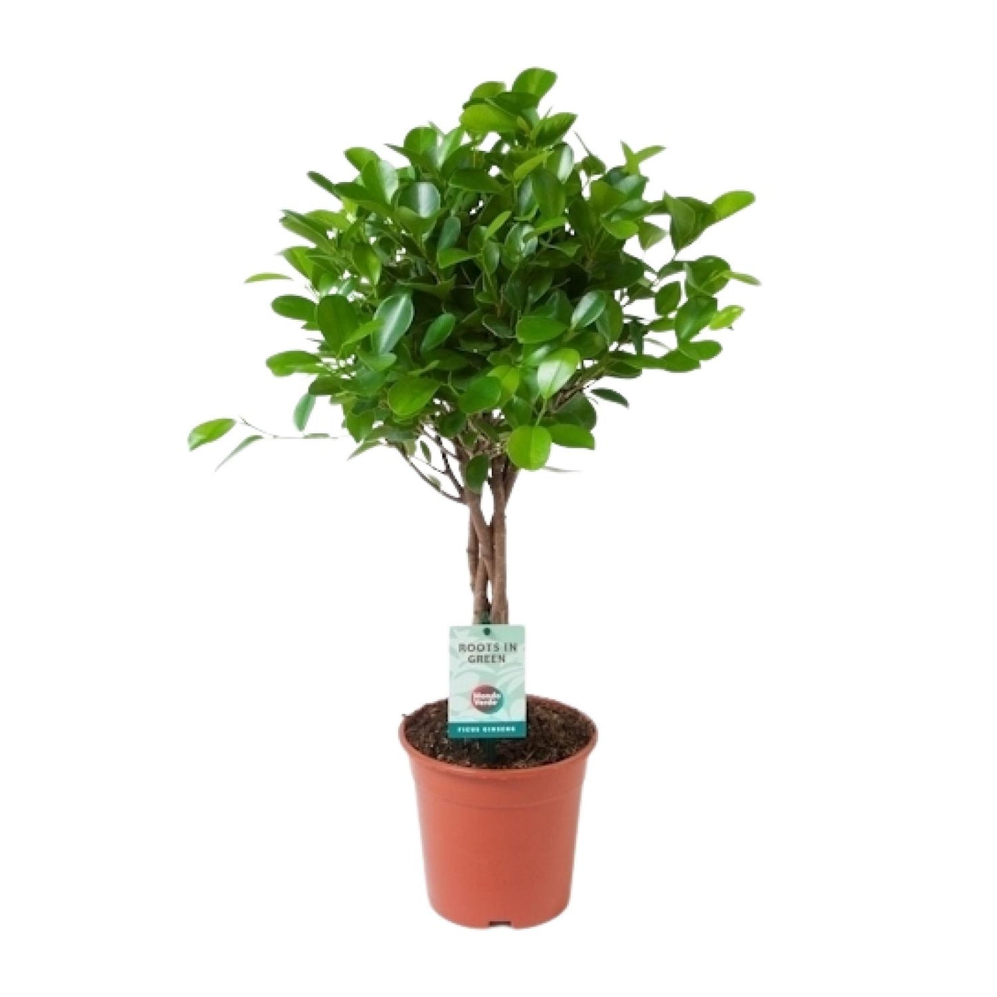 Ficus Microcarpa Moclame – Pflegeleichter Zimmerbaum Ø17cm