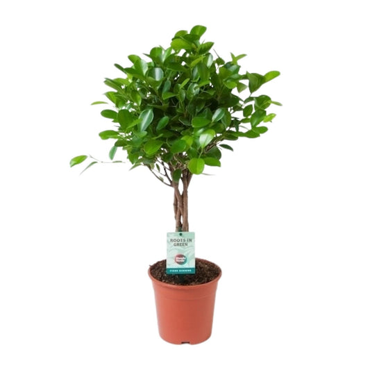 Ficus Microcarpa Moclame – Pflegeleichter Zimmerbaum Ø17cm