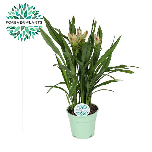 Curcuma Siam Solar – Pflegeleichte Trendpflanze Ø17cm