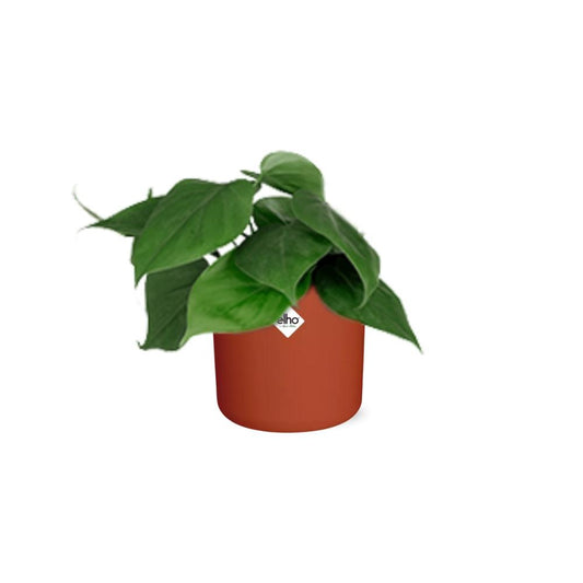 Philodendron Scandens – Pflegeleichte Zimmerpflanze 14 cm