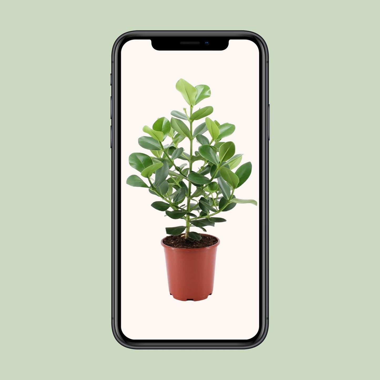 Clusia Rosea Princess – Pflegeleichter Autogramm-Baum Ø24cm