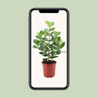 Clusia Rosea Princess – Pflegeleichter Autogramm-Baum Ø24cm
