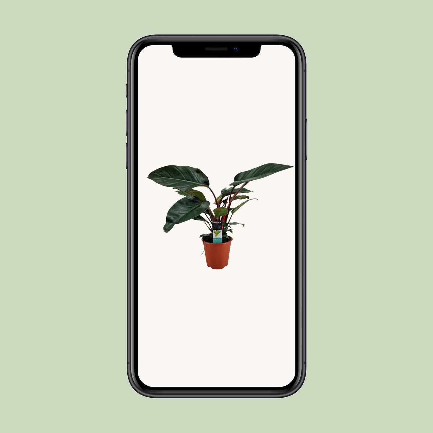 Philodendron Congo Rojo – Pflegeleichte Zimmerpflanze Ø19cm