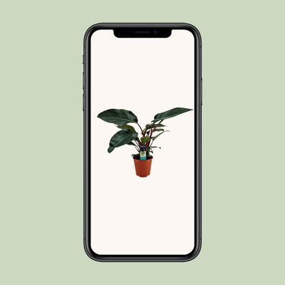 Philodendron Congo Rojo – Pflegeleichte Zimmerpflanze Ø19cm