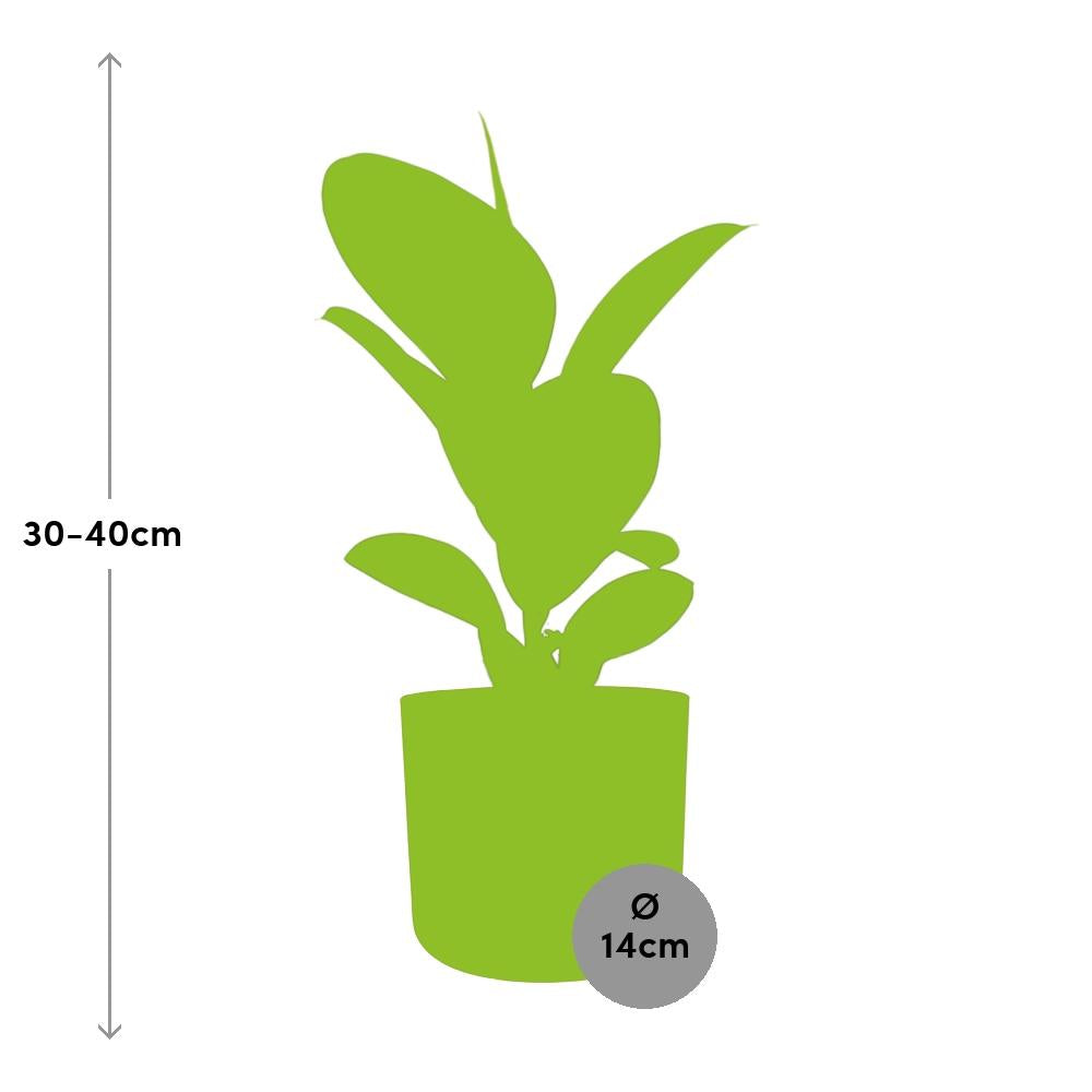 Ficus Elastica ‘Robusta’ – pflegeleichte Zimmerpflanze im ELHO Topf