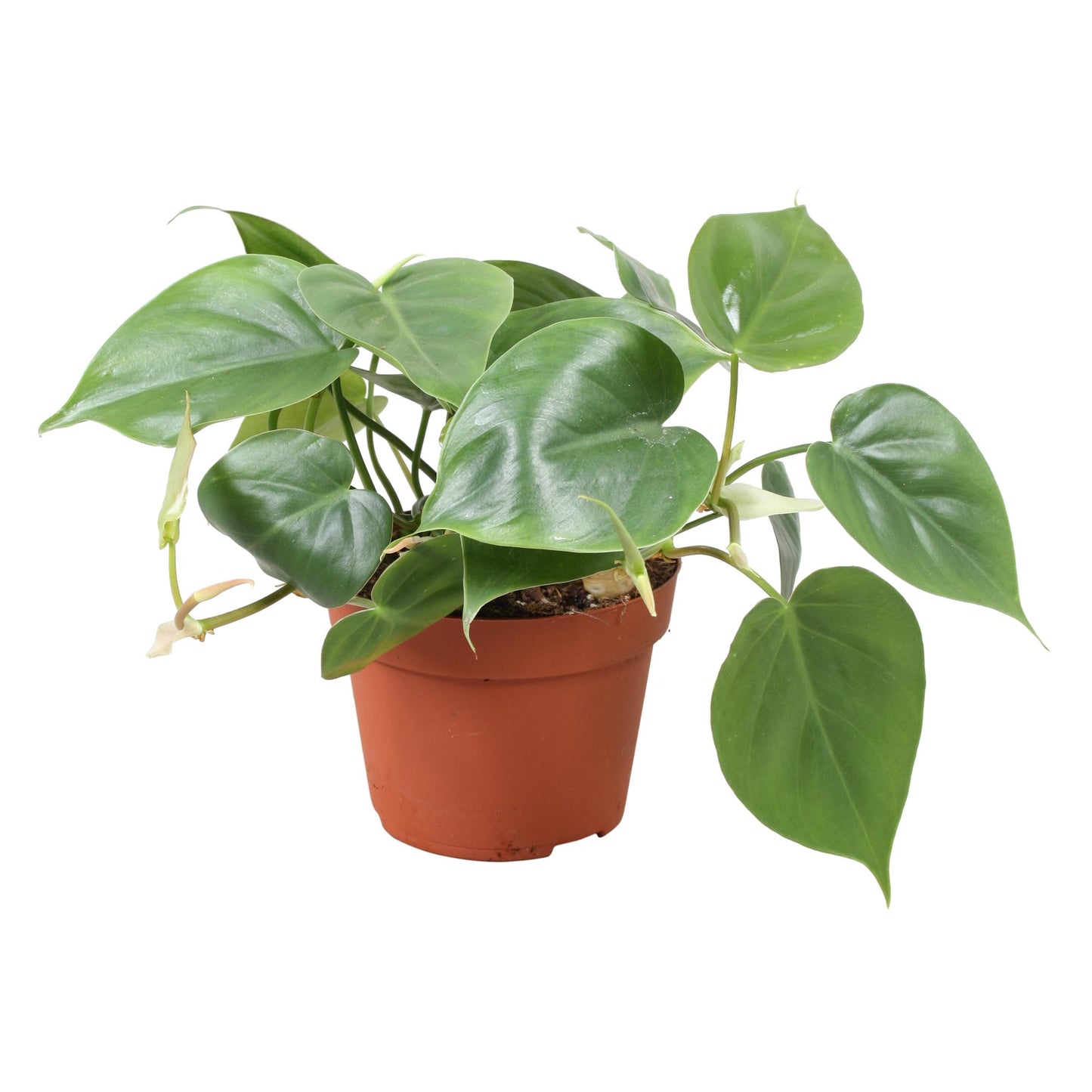 Philodendron Scandens – Pflegeleichte Kletterpflanze Ø13cm