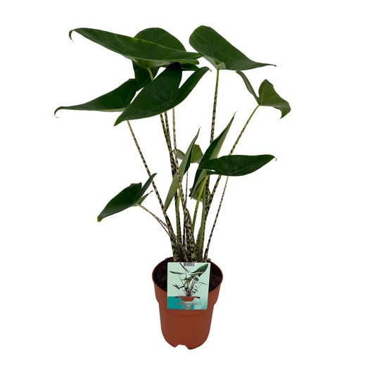 Alocasia Zebrina – Exotisches Elefantenohr Ø19cm, 75cm hoch