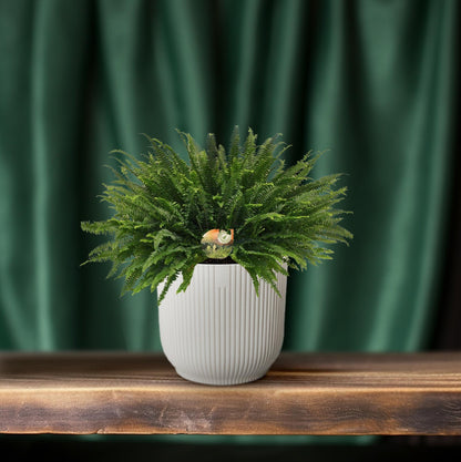 Bostonfarn Green Lady – Pflegeleichte Zimmerpflanze Ø26cm