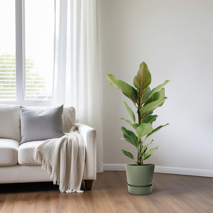 Ficus Benghalensis Joy – Pflegeleichter Zimmerbaum Ø17cm