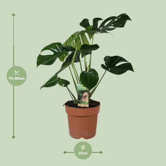 Monstera Deliciosa – Tropische Zimmerpflanze Ø21cm, 80cm hoch