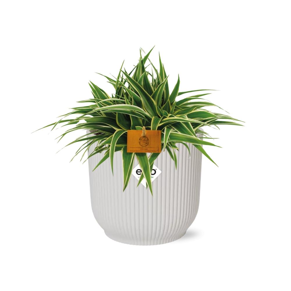 Chlorophytum Ocean 15cm mit ELHO Vibes Fold Topf weiß