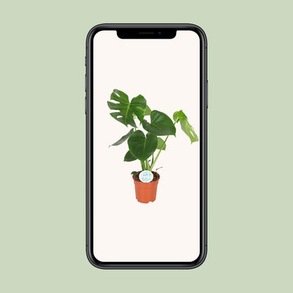 Monstera Deliciosa – Trendige, pflegeleichte Zimmerpflanze Ø17cm