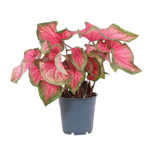Caladium Sweetheart - Pflegeleichte Engelsflügel Ø12cm